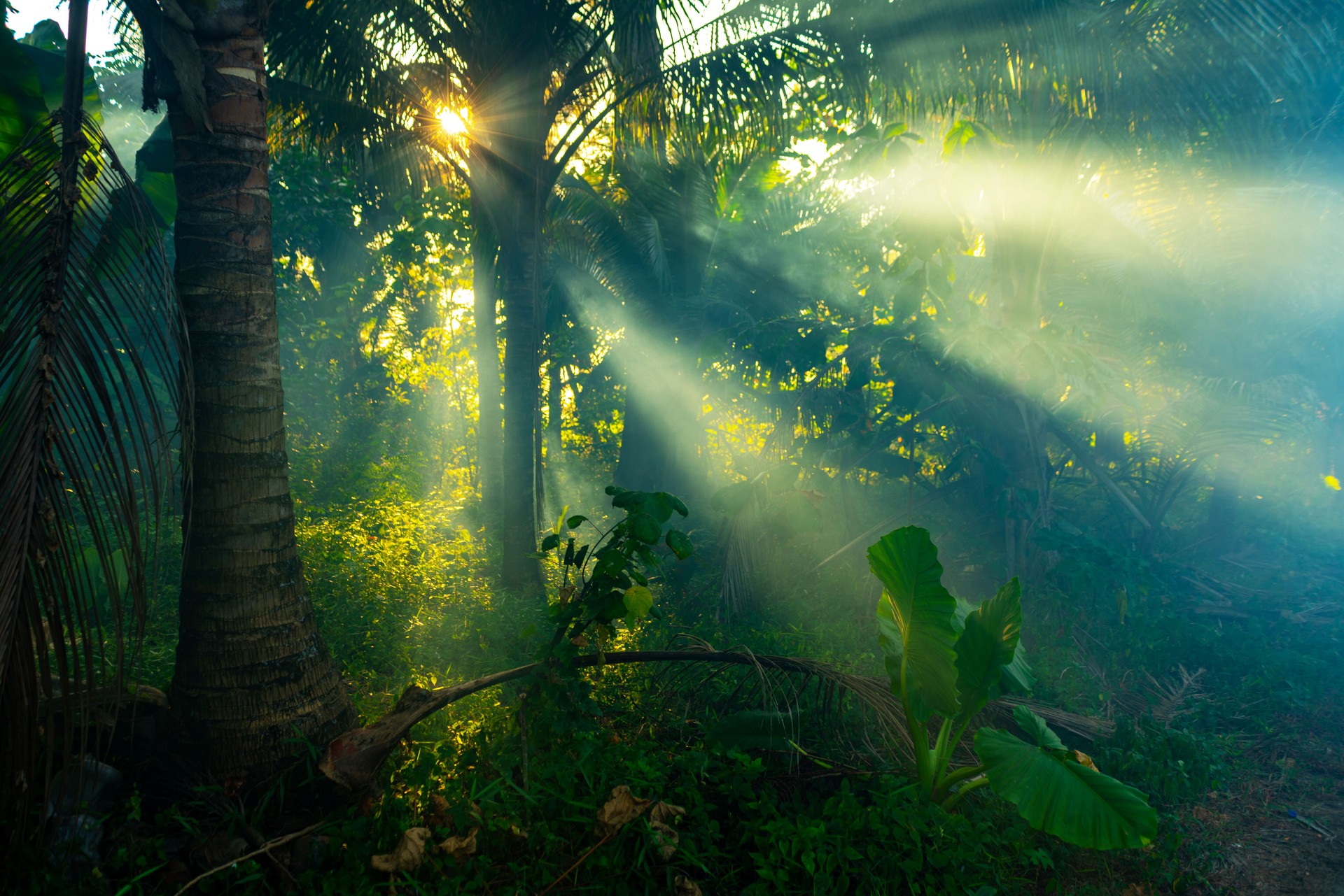 Rainforest in Thailand